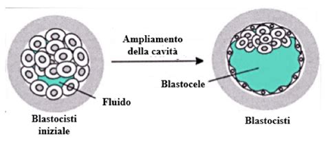 diagramma che illustra la transizione da morula a blastocisti