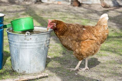 Gallina che beve da un abbeveratoio