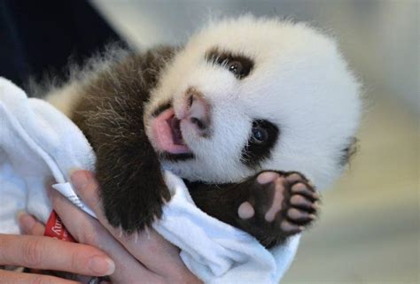 Cucciolo di panda appena nato