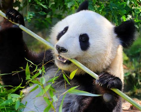 Panda gigante adulto che mangia bambù