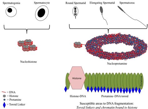Microscopical view of sperm with fragmented DNA