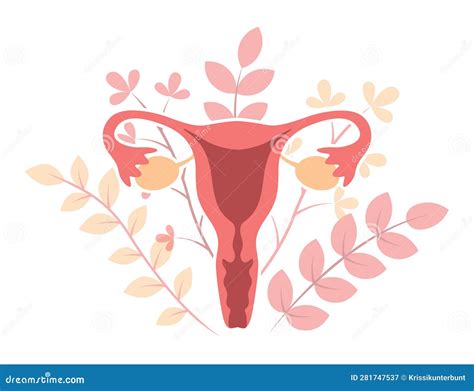 rappresentazione stilizzata dell'apparato riproduttivo femminile