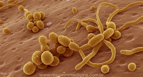rappresentazione microscopica del fungo Candida albicans