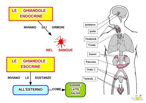 schema delle ghiandole endocrine influenzabili dagli inquinanti
