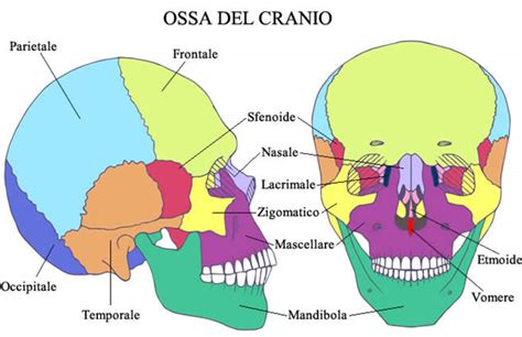 illustrazione anatomica del cranio di un neonato che mostra le zone di pressione e le fontanelle