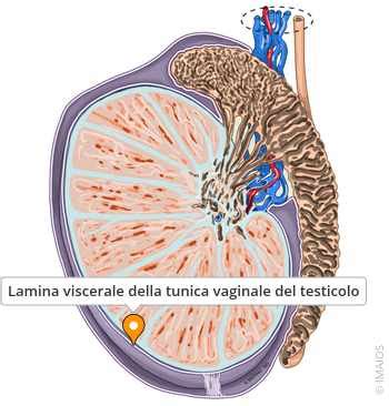 rappresentazione anatomica della mucosa vaginale e del microambiente locale