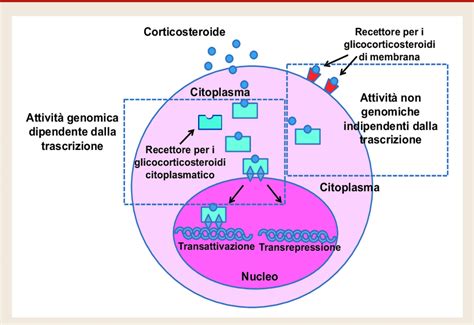 diagramma esplicativo del meccanismo d'azione dei corticosteroidi sulle mucose