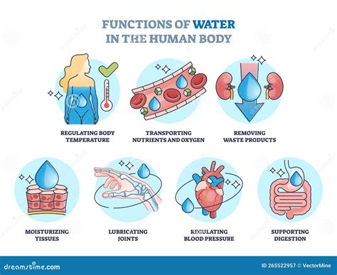 Illustrazione delle funzioni dell'ormone Beta hCG nel corpo umano