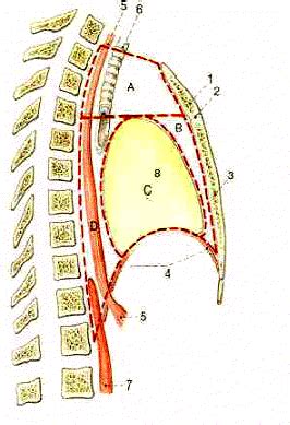 illustrazione del fenomeno del tirage e dell'infossamento toracico