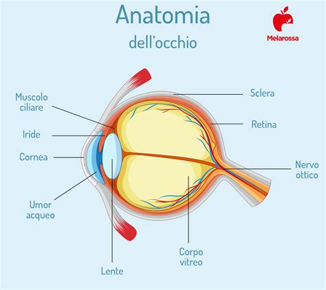 Anatomia della Cornea e dell'Occhio