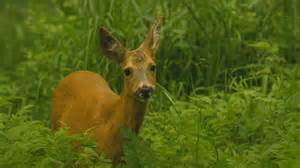 Una femmina di capriolo accudita in un centro di recupero fauna selvatica