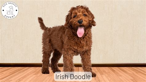 Un gruppo numeroso di cuccioli di Irish Doodle che giocano insieme