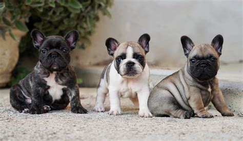 Bulldog Francese morfologia