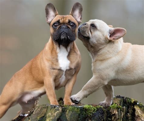 Cura Bulldog Francese