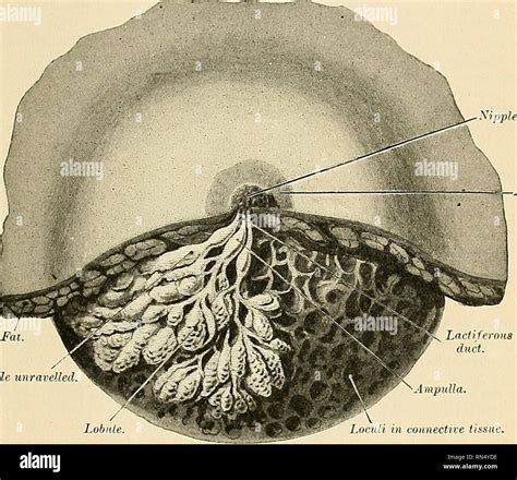 illustrazione anatomica del complesso areola-capezzolo