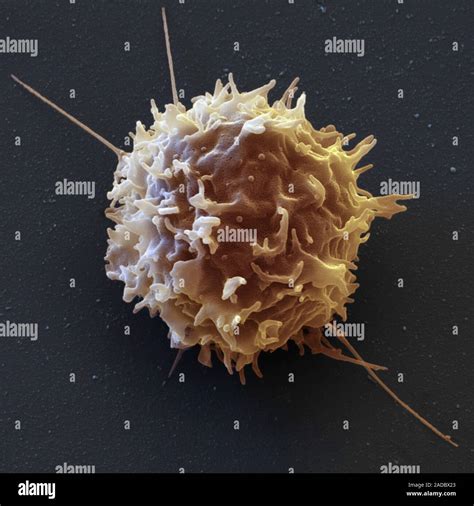 Cellule Natural Killer al microscopio