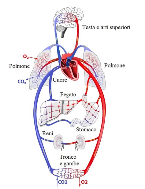 Differenza tra sangue ossigenato e deossigenato