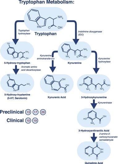 Ciclo del triptofano e suoi metaboliti