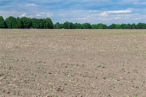 Campo di grano seminato su sodo
