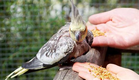 Pulcino di calopsitta allevato a mano