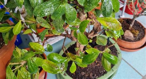 Bonsai con foglie ingiallite (sintomi sovraconcimazione)