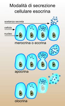 Vari tipi di secrezione mammaria