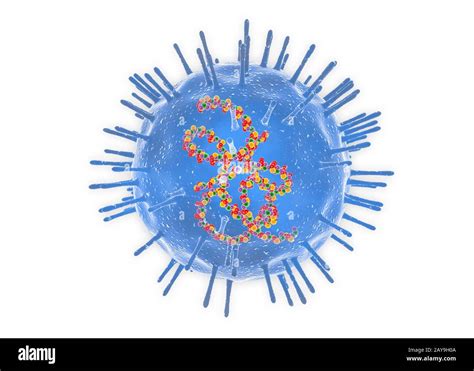 rappresentazione stilizzata del virus Rubivirus