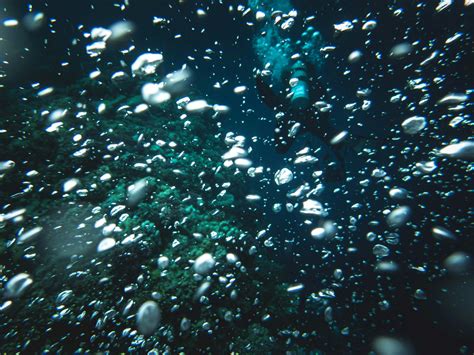 foche in ambiente acquatico