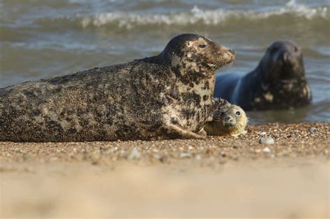 cucciolo di foca allattato dalla madre