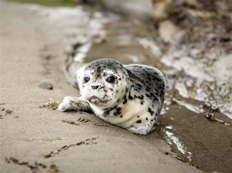 cucciolo di foca monaca