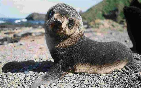 foca monaca in grotta