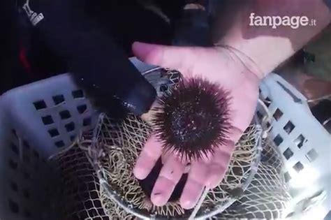 Pescatori di ricci di mare in azione