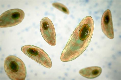 rappresentazione microscopica del Toxoplasma gondii
