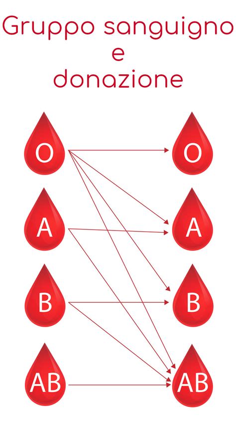 illustrazione di una donna incinta con il feto e i tipi di sangue A, B, AB, O e fattore Rh