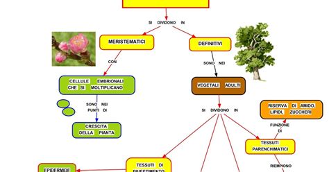 schema grafico dell'azione del potassio sulla resistenza dei tessuti vegetali