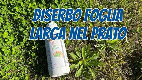 dettaglio macro di un prato in salute visto da vicino con grani di concime