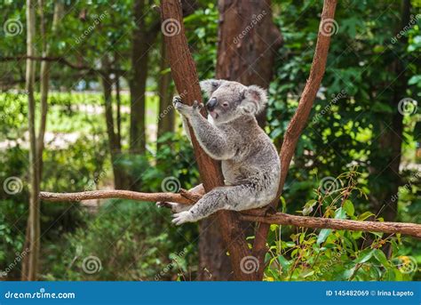 Koala appeso ad un albero di eucalipto