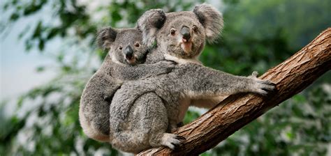 Maschio e femmina di koala