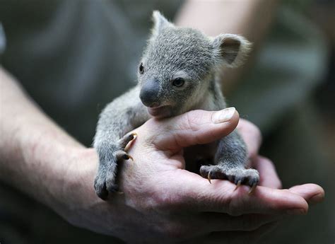Cucciolo di koala nel marsupio della madre