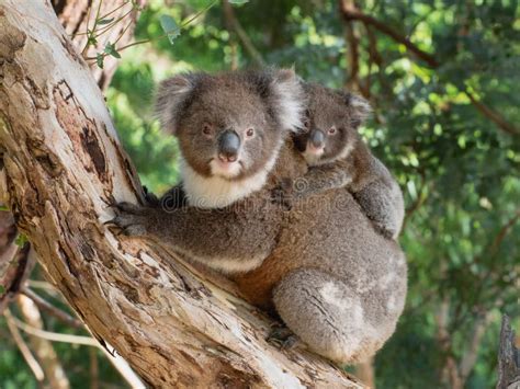 Koala cucciolo sulla schiena della madre